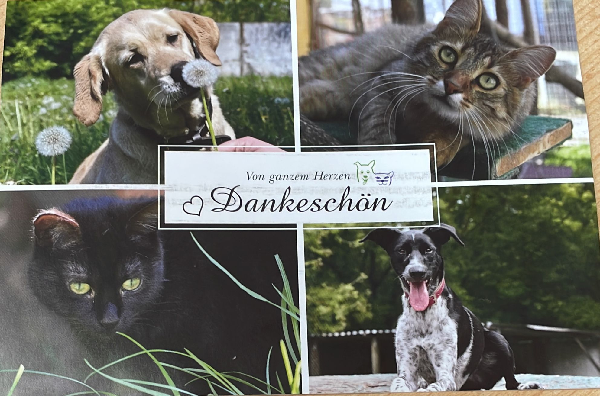 Schülerfirma spendet an das Tierheim 
